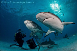 A Tiger and Caribbean Reef shark come in for a close look... by Mike Ellis 
